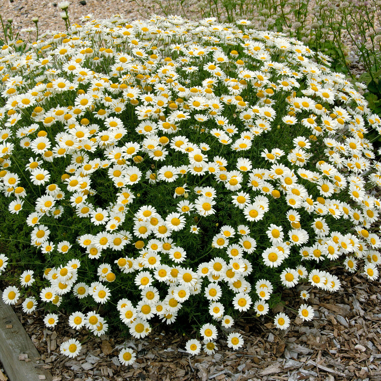 Färber-Hundskamille Sauce Hollandaise - Anthemis x hybrida Sauce Hollandaise - Bakker