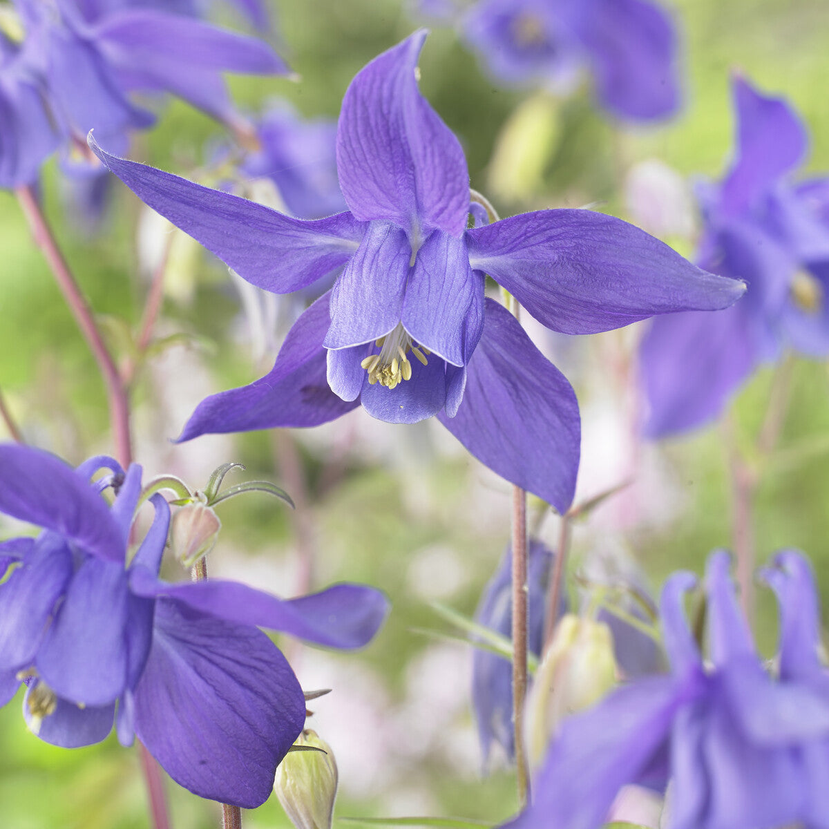 Alpen-Akelei - Aquilegia alpina - Bakker