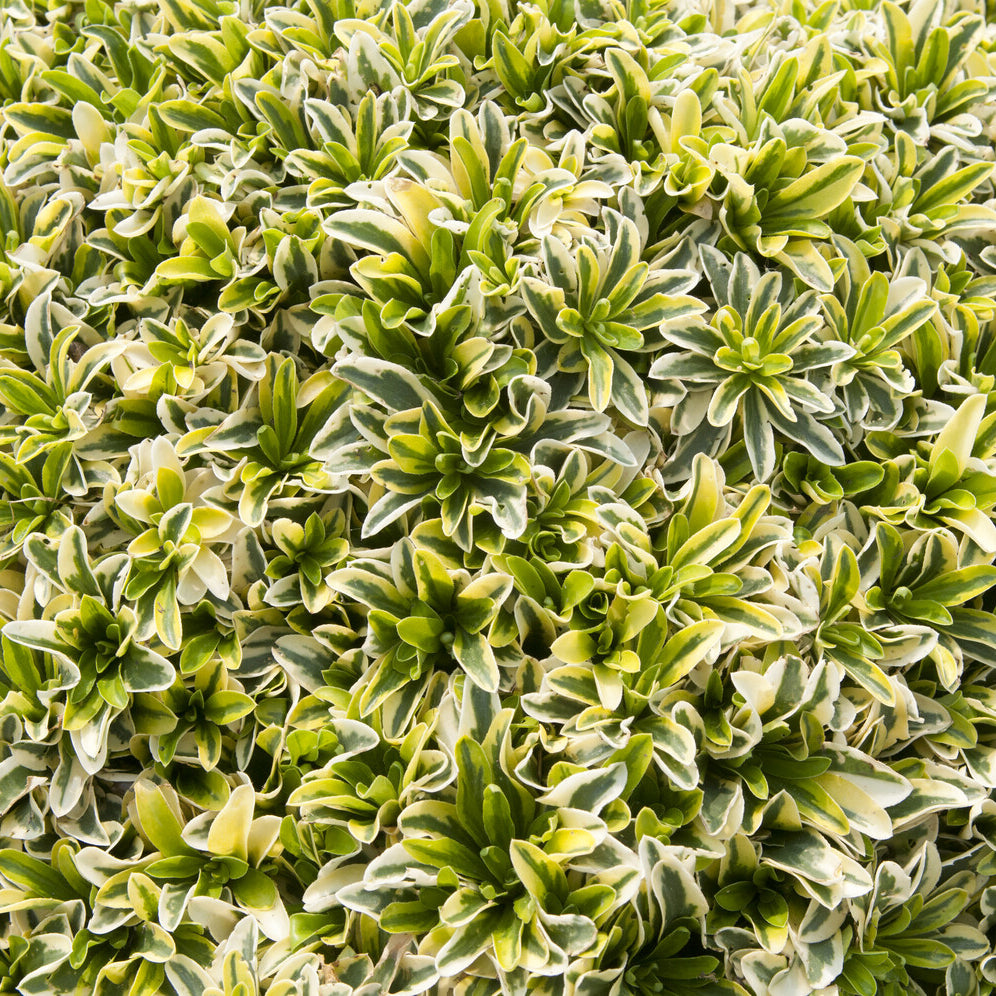 Arabis ferdinandi-coburgii Old Gold - Kriechende Araberwurz Old Gold - Stauden