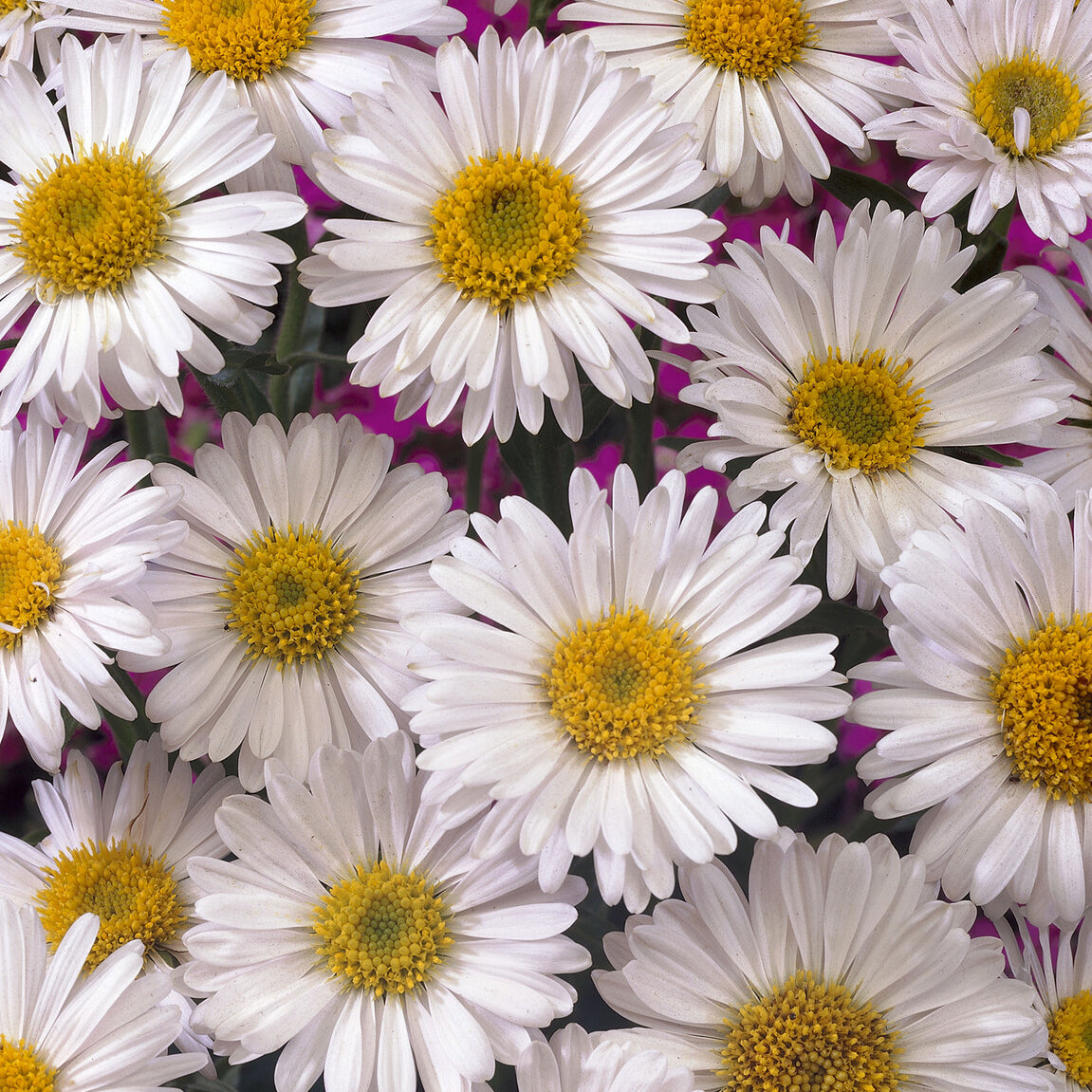 Alpen-Aster 'Albus' - Aster alpinus Albus - Bakker