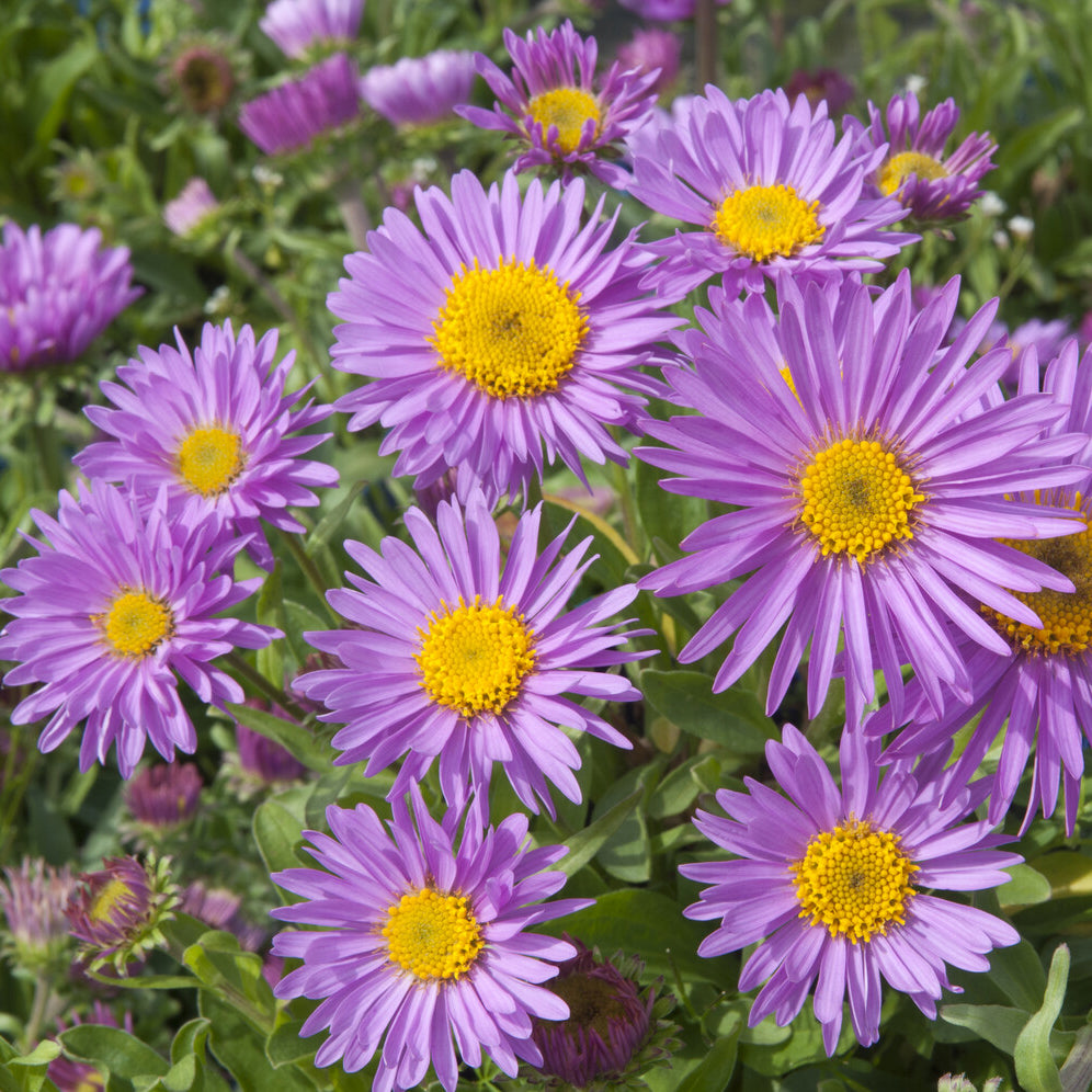 Aster alpinus Happy End - Alpen-Aster ‘Happy End’ - Astern