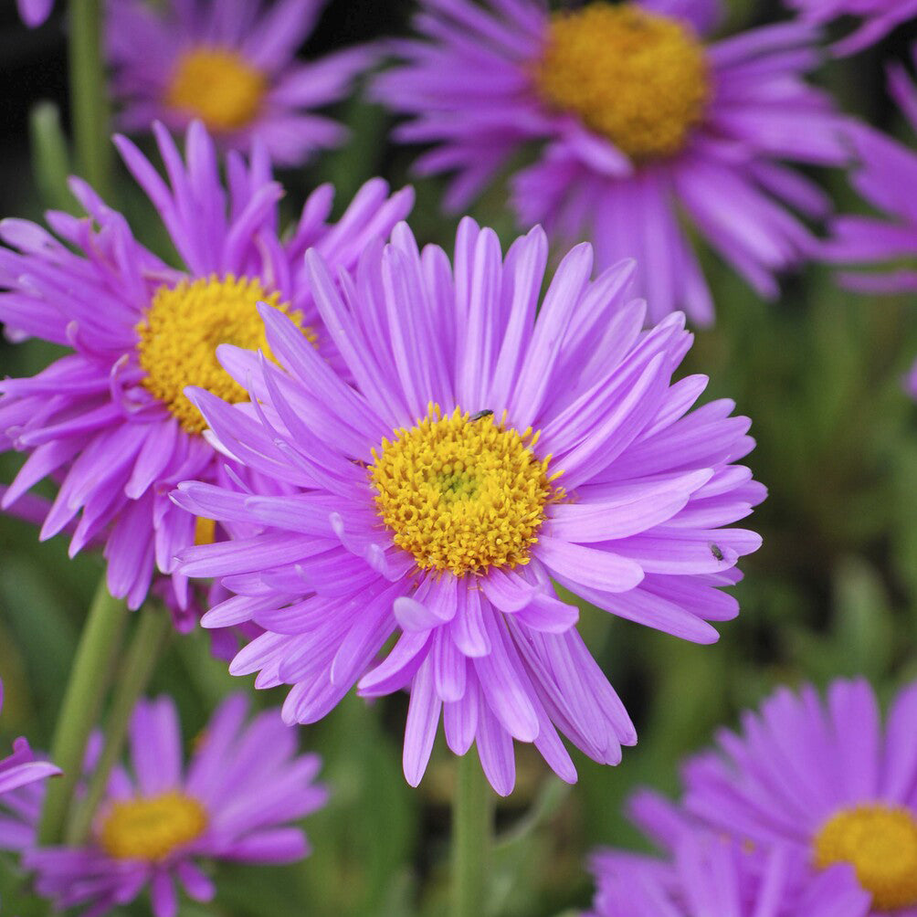 Astern - Alpen-Aster ‘Happy End’ - Aster alpinus Happy End