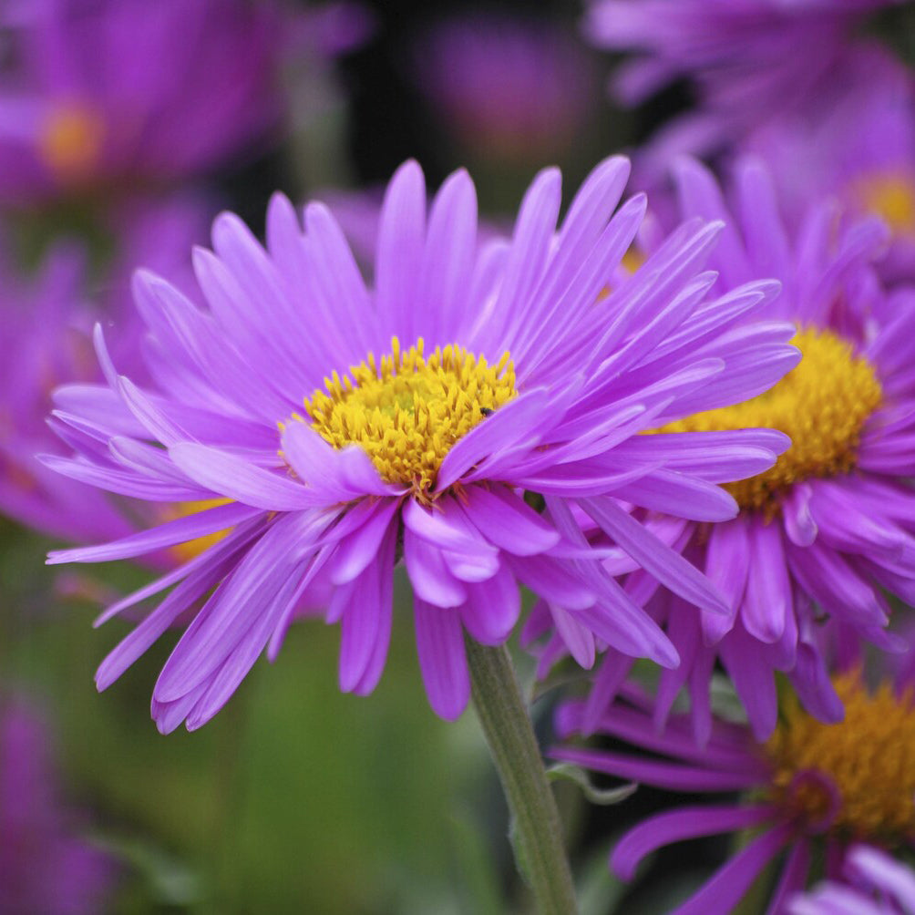 Alpen-Aster ‘Happy End’ - Aster alpinus Happy End - Bakker
