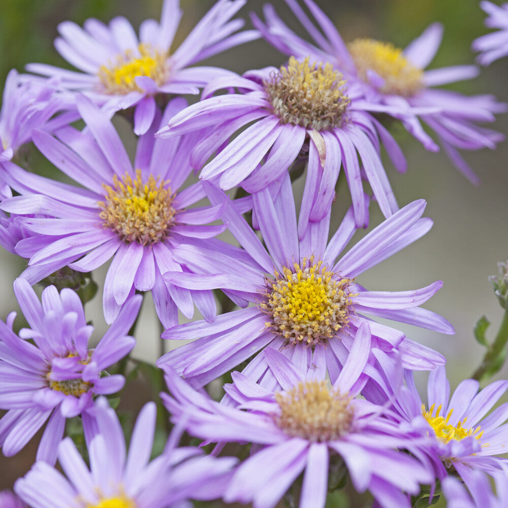 Sommer-Aster 'Rosa Erfüllung' - Aster amellus Rosa Erfüllung - Bakker