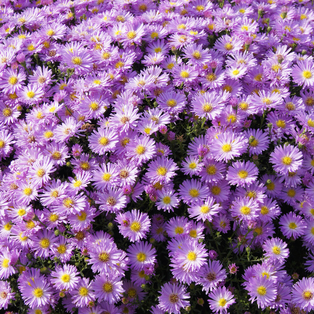 Kissen-Aster 'Herbstgruß vom Bresserhof' - Aster dumosus Herbstgruss vom Bresserhof - Bakker