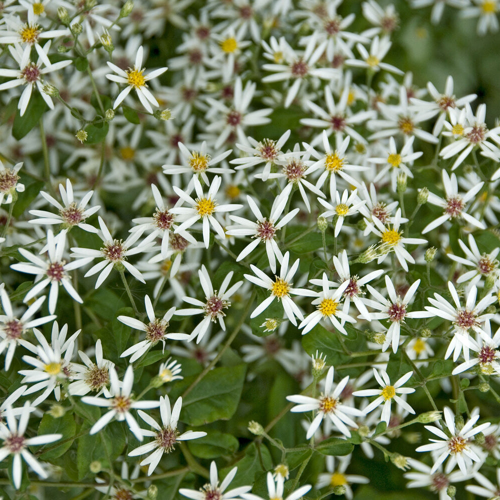 Aster divaricatus - Sperrige Aster - Astern