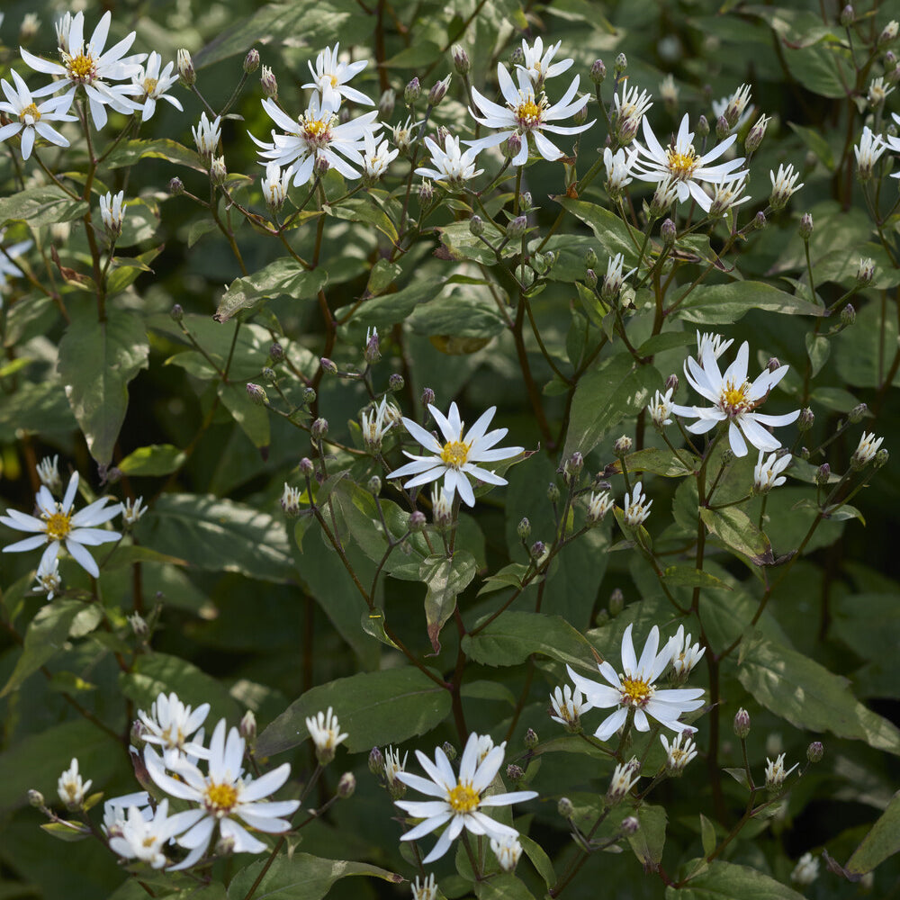 Sperrige Aster - Aster divaricatus - Bakker