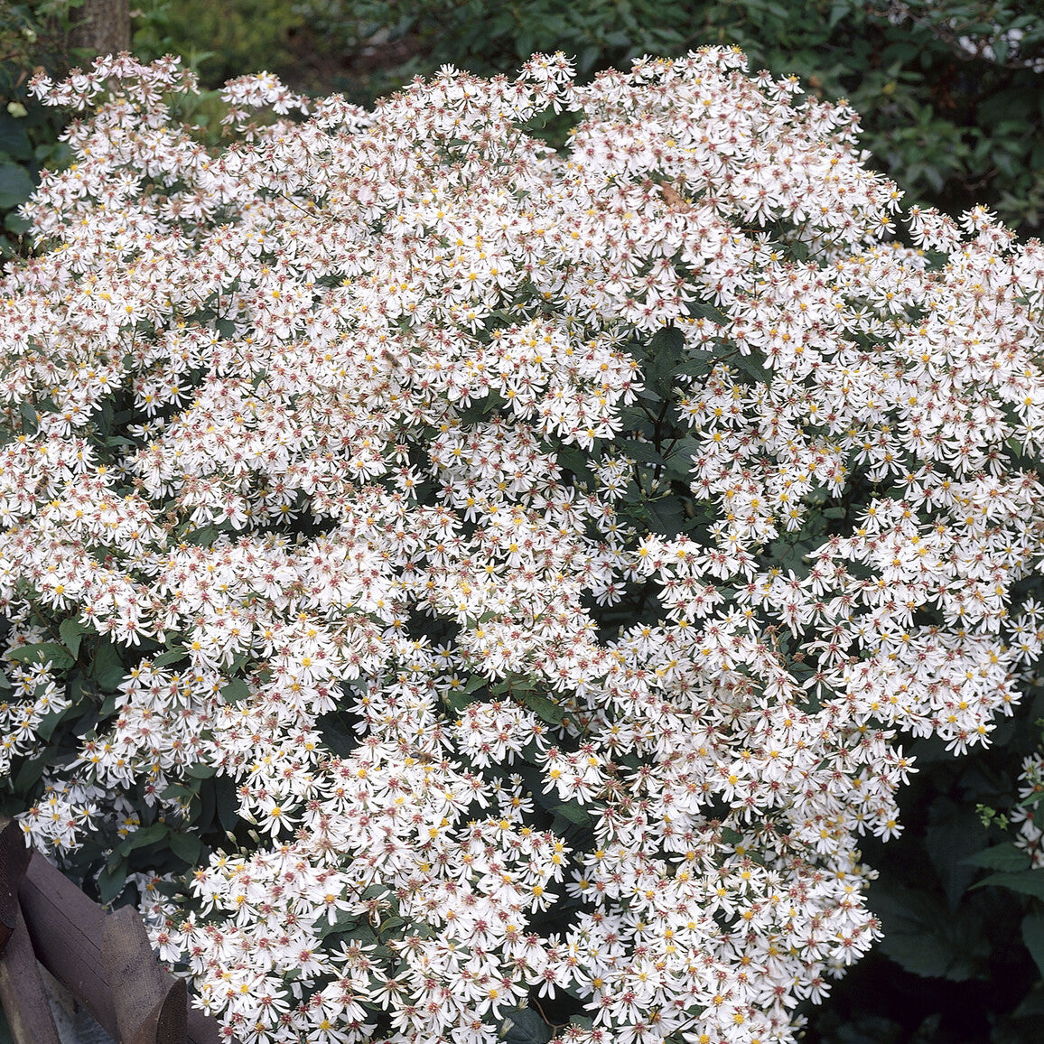 Astern - Sperrige Aster - Aster divaricatus