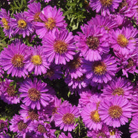 Kissenastern ‘Starlight’ - Aster novi-belgii starlight - Bakker