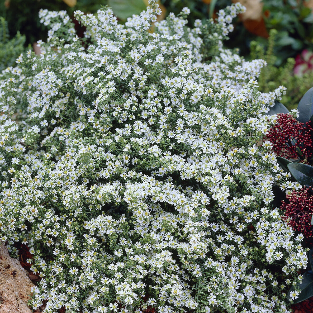 Teppich-Aster 'Snow Flurry' - Bakker