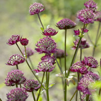 Astrantia - Sterndolde ‘Moulin Rouge’ - Astrantia major Moulin Rouge