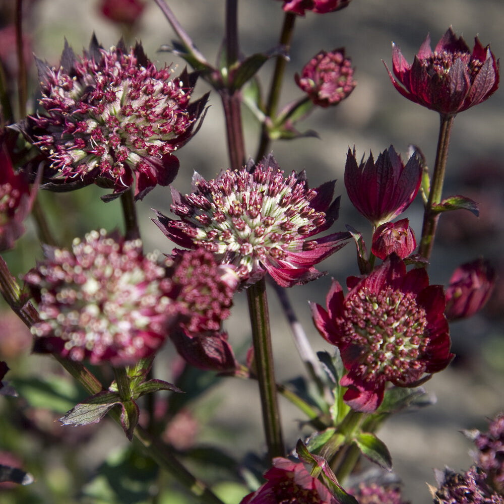 Sterndolde ‘Moulin Rouge’ - Bakker
