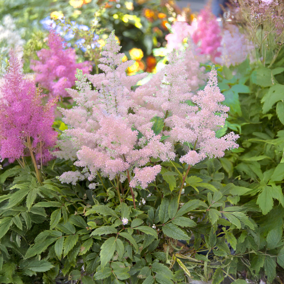 Astilbe japonica Europa - Japanische Astilbe Europa - Blühende Stauden