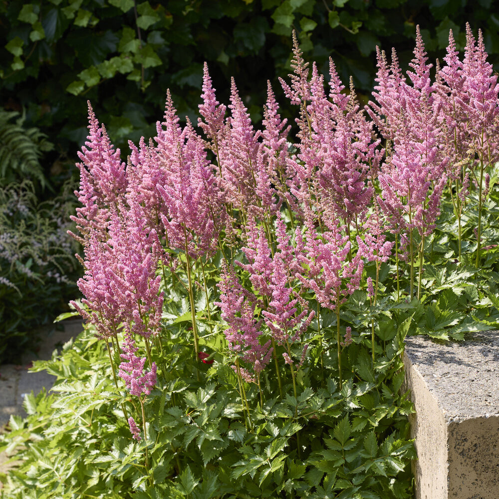 Astilbe japonica Rheinland - Prachtspiere ‘Rheinland’ - Blühende Stauden