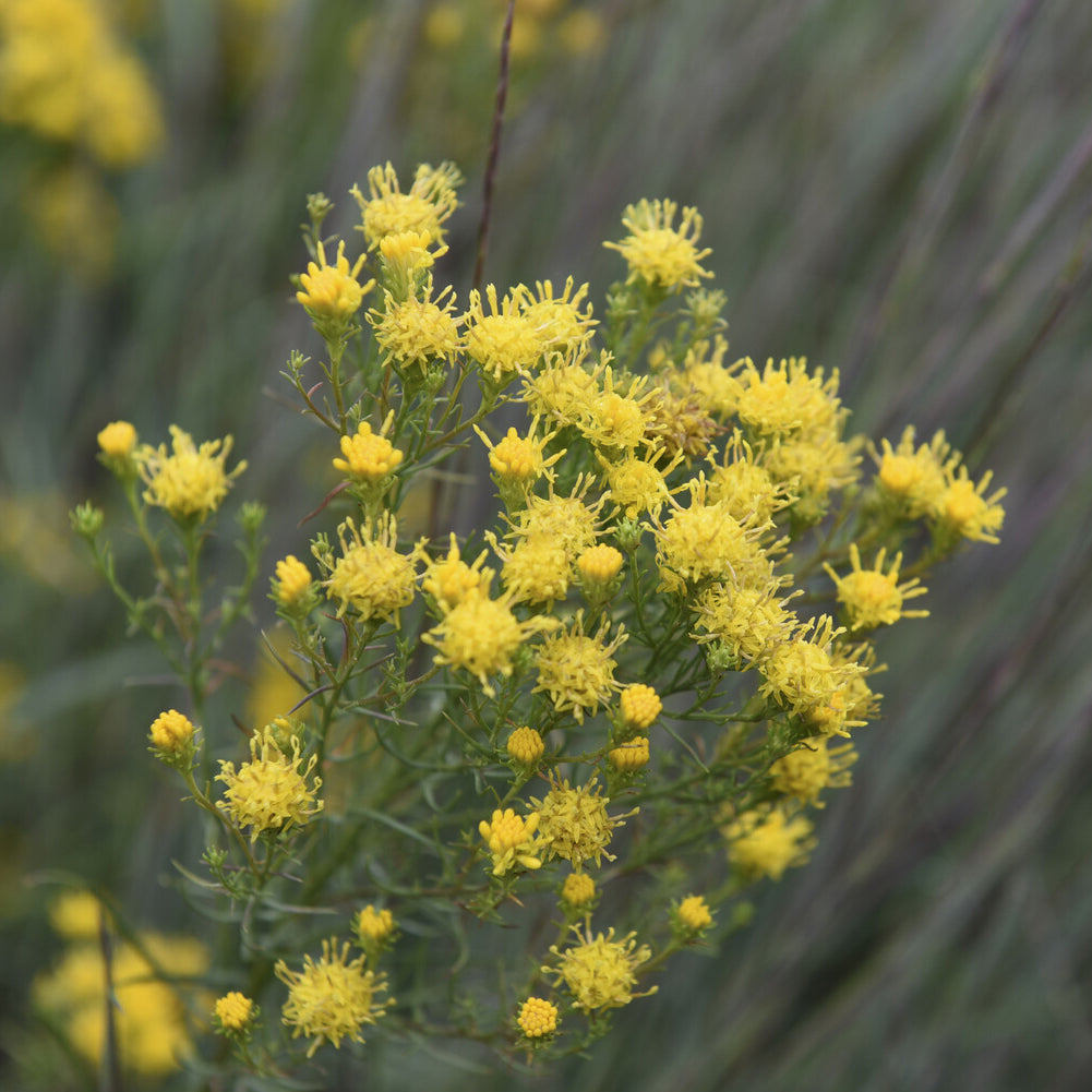 Goldhaar-Aster - Aster linosyris - Bakker