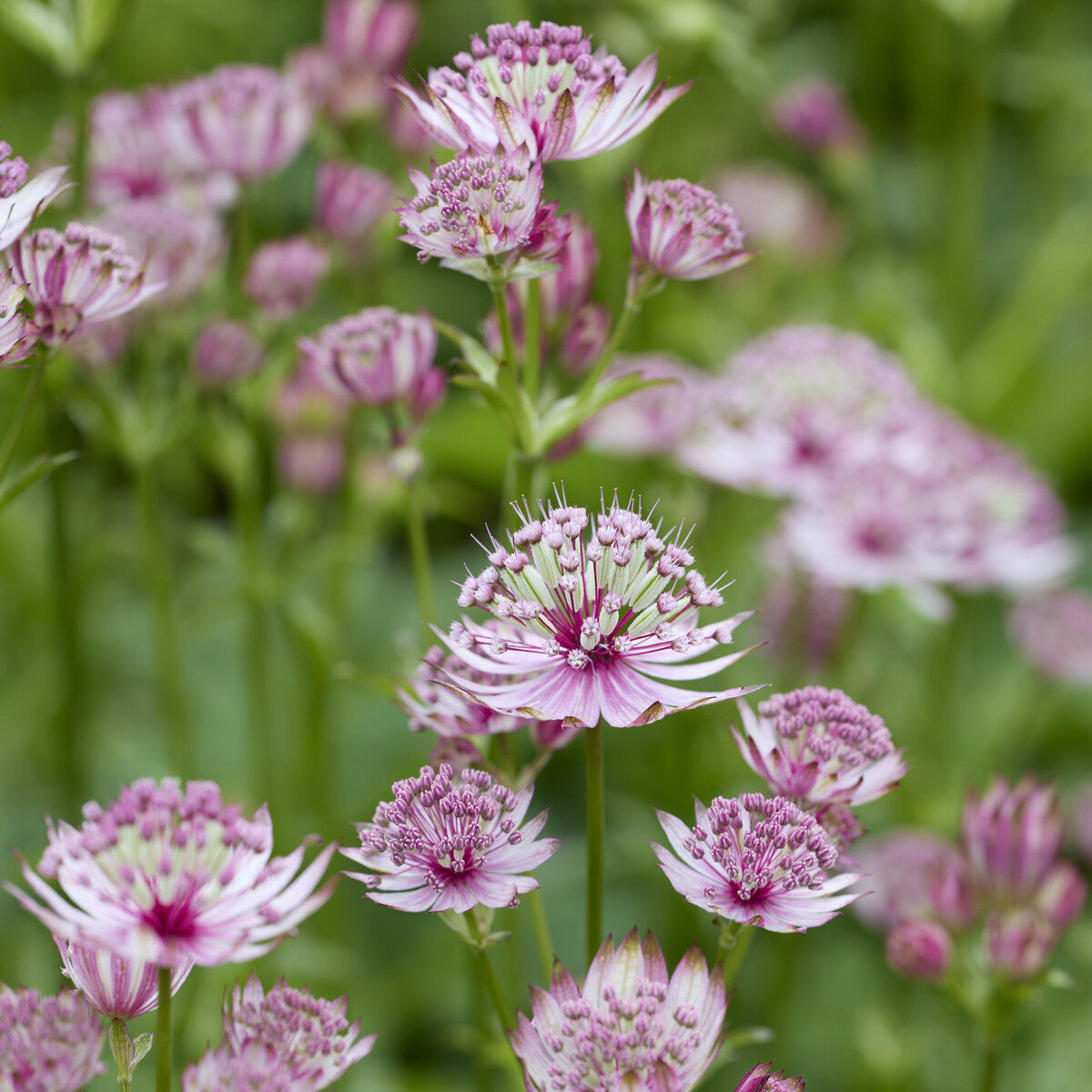 Sterndolde - Astrantia major - Bakker