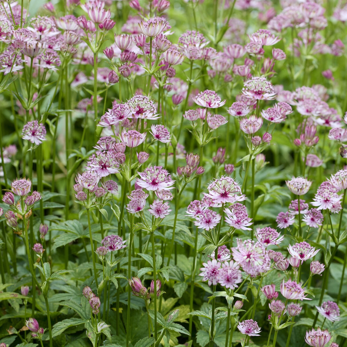 Astrantia major - Sterndolde - Astrantia
