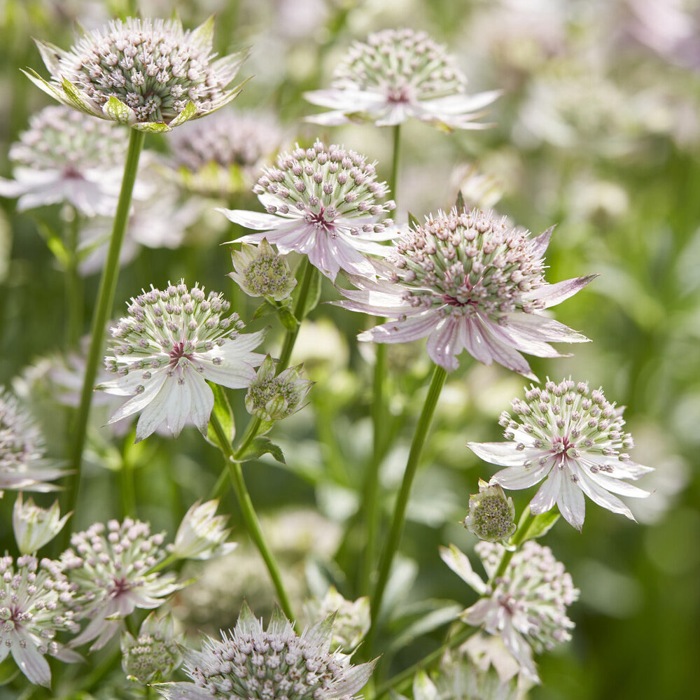 Astrantia major Florence - Sterndolde ‘Florence’ - Astrantia