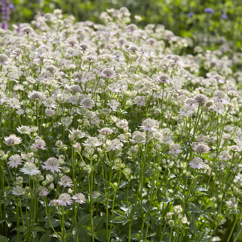 Sterndolde ‘Florence’ - Astrantia major Florence - Bakker