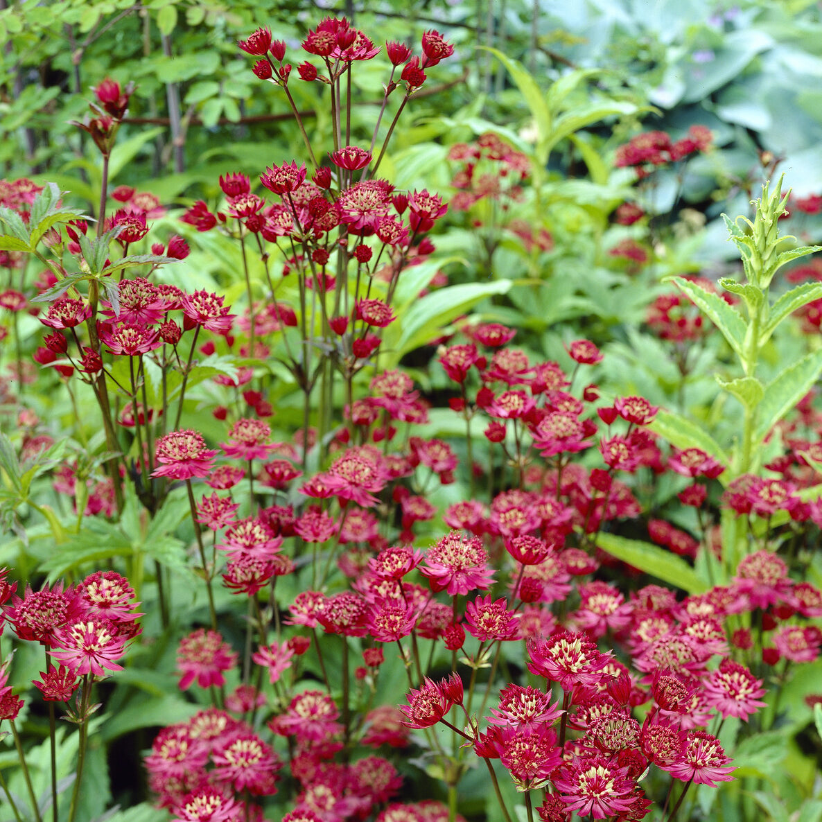 Astrantia - Große Sterndolde Ruby Wedding - Astrantia major Ruby Wedding