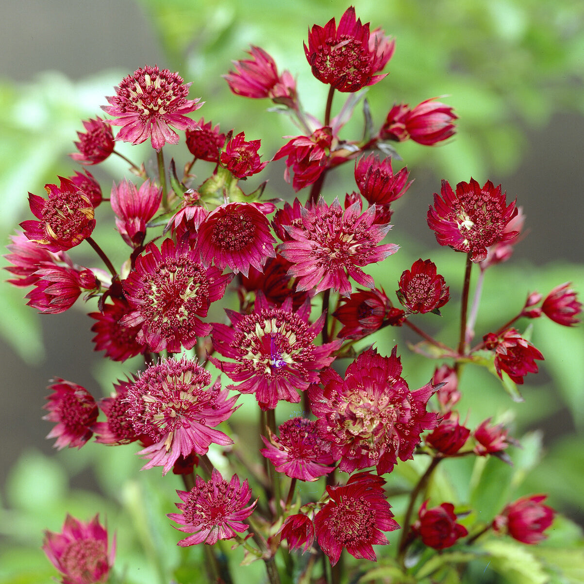 Astrantia major Ruby Wedding - Große Sterndolde Ruby Wedding - Astrantia