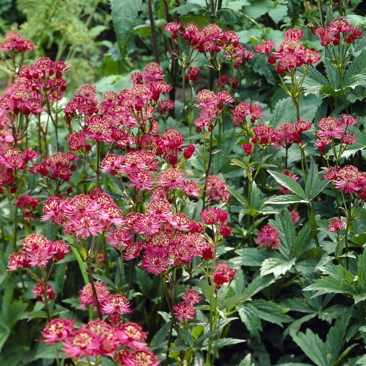 Große Sterndolde Ruby Wedding - Astrantia major Ruby Wedding - Bakker