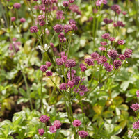 Sterndolde ‘Venice’ - Astrantia major Venice - Bakker