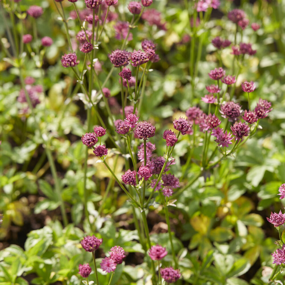 Sterndolde ‘Venice’ - Astrantia major Venice - Bakker