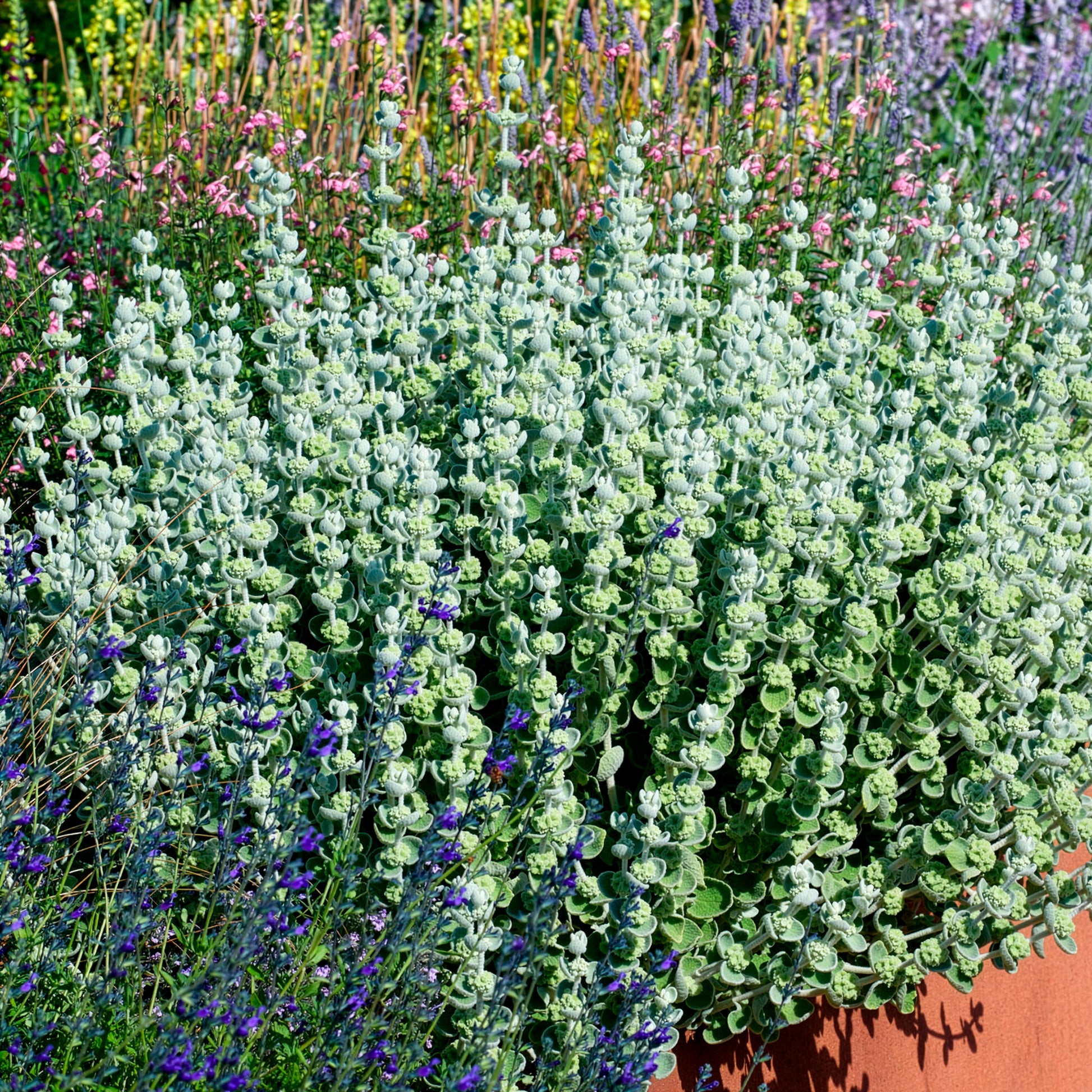 Verkauf Graues Andorn - Ballota pseudodictamnus