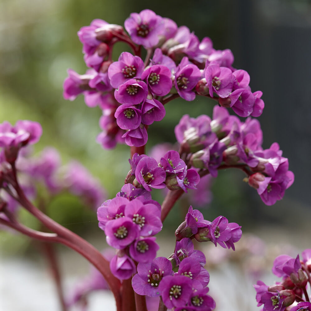 Altai-Bergenie - Bergenia cordifolia - Bakker