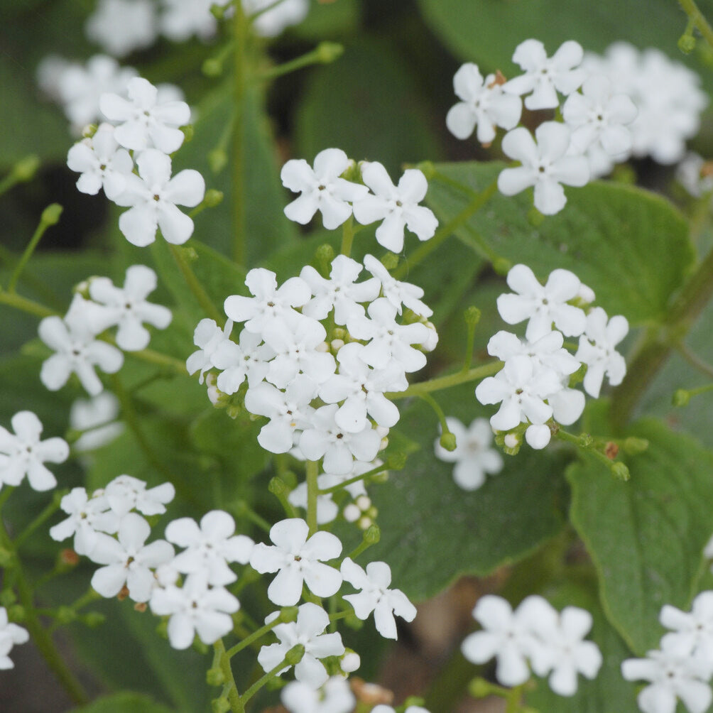 Brunnera macrophylla Betty Bowring - Kaukasisches Vergissmeinnicht Betty Bowring - Vergissmeinnicht