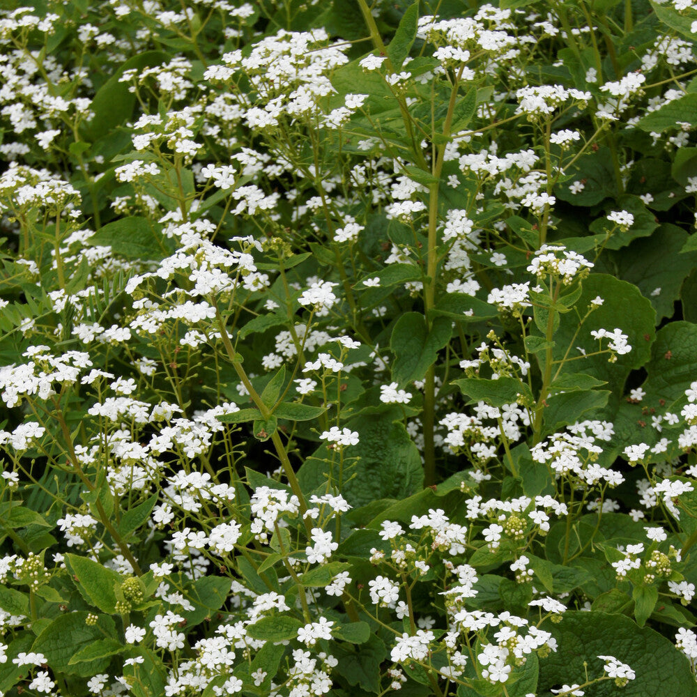 Kaukasisches Vergissmeinnicht Betty Bowring - Brunnera macrophylla Betty Bowring - Bakker