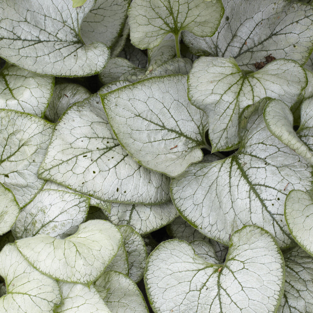 Vergissmeinnicht - Kaukasisches Vergissmeinnicht Looking Glass - Brunnera macrophylla Looking Glass