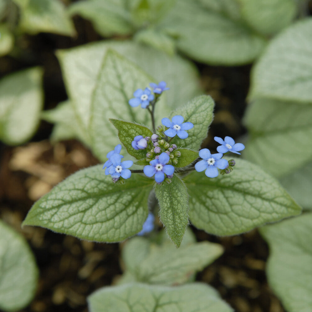Verkauf Kaukasisches Vergissmeinnicht Looking Glass - Brunnera macrophylla Looking Glass
