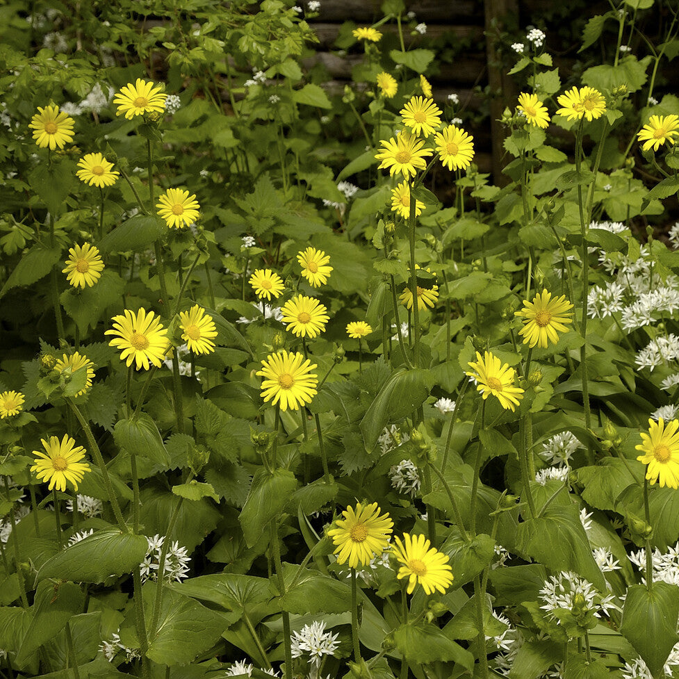 Goldmargerite - Buphthalmum salicifolium - Bakker