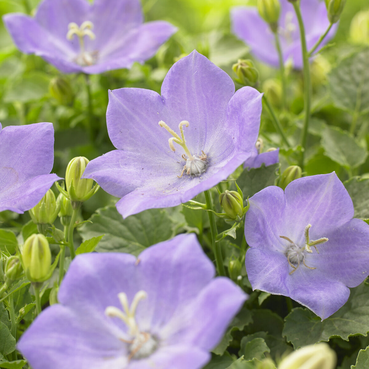 Karpaten-Glockenblume Blaue Clips - Campanula carpatica Blaue Clips - Bakker