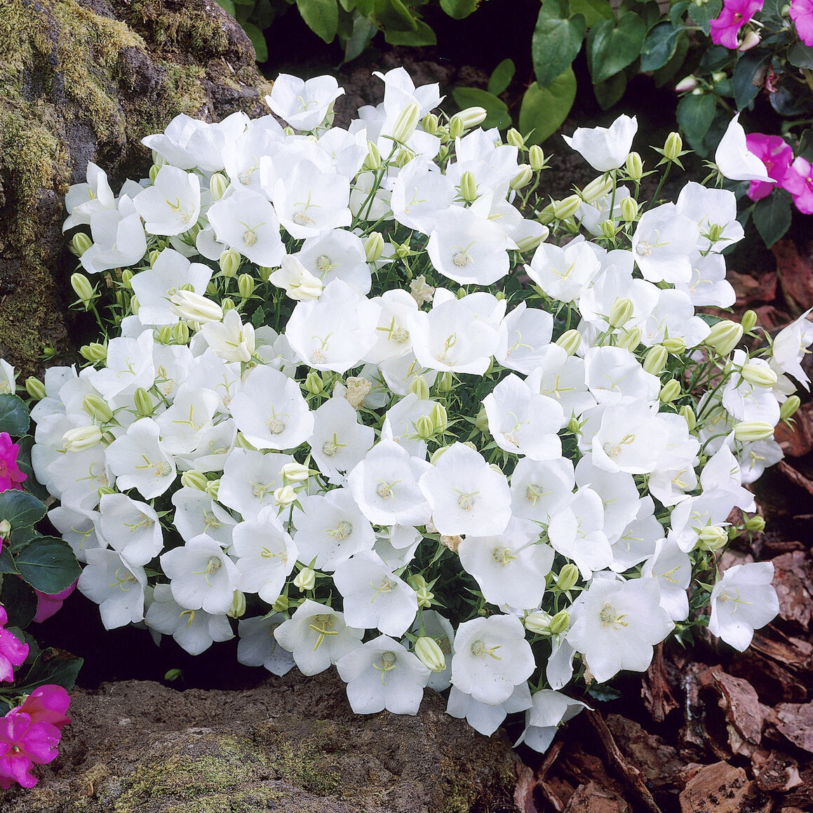 Campanula carpatica Weisse Clips - Karpaten-Glockenblume 'Weiße Clips' - Glockenblumen