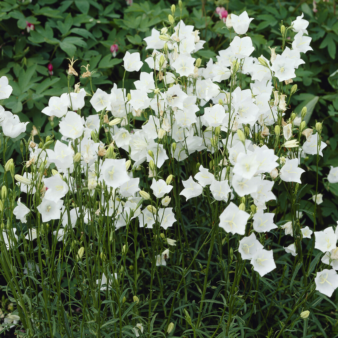 Verkauf Pfirsichblättrige Glockenblume Alba - Campanula persicifolia Alba