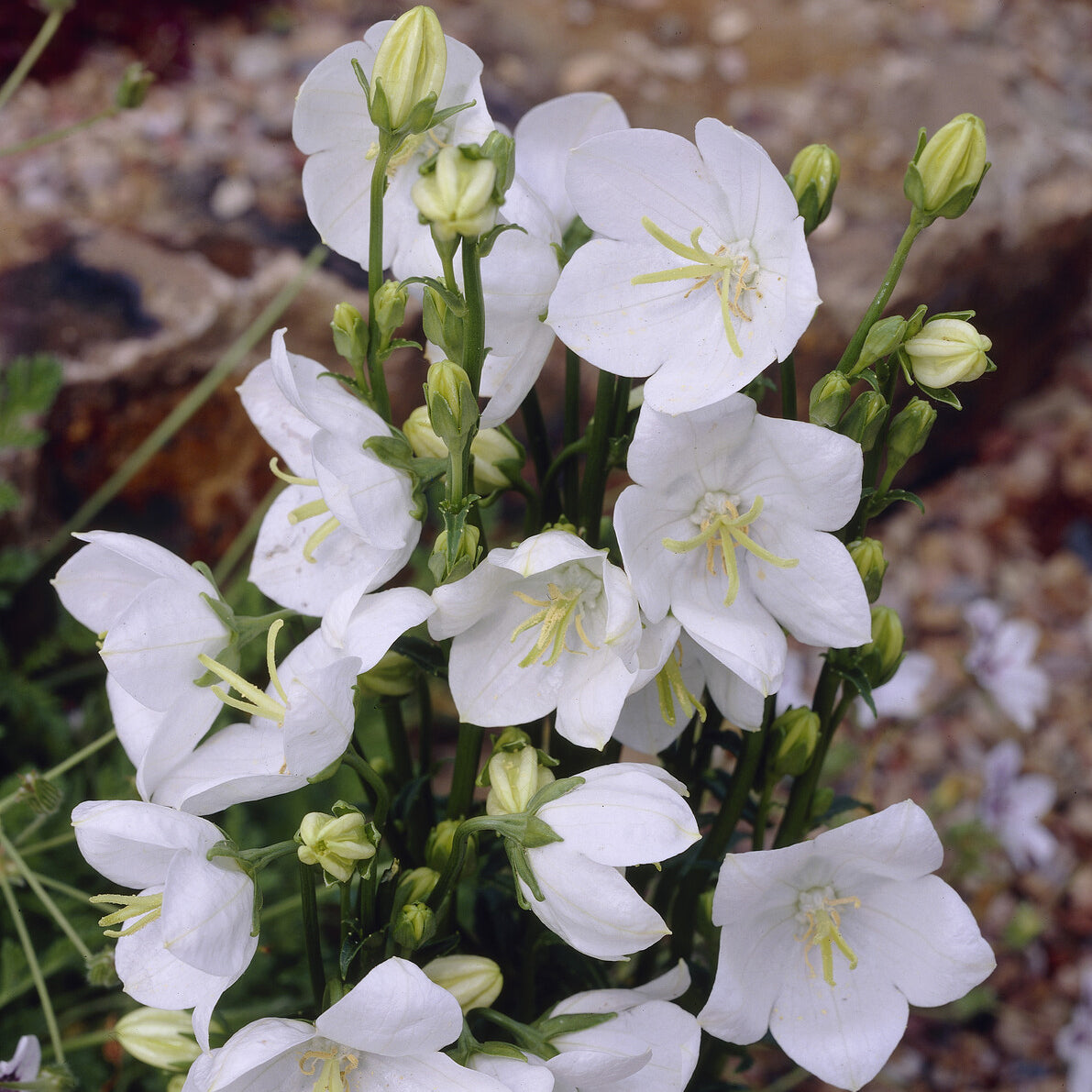 Pfirsichblättrige Glockenblume Alba - Bakker