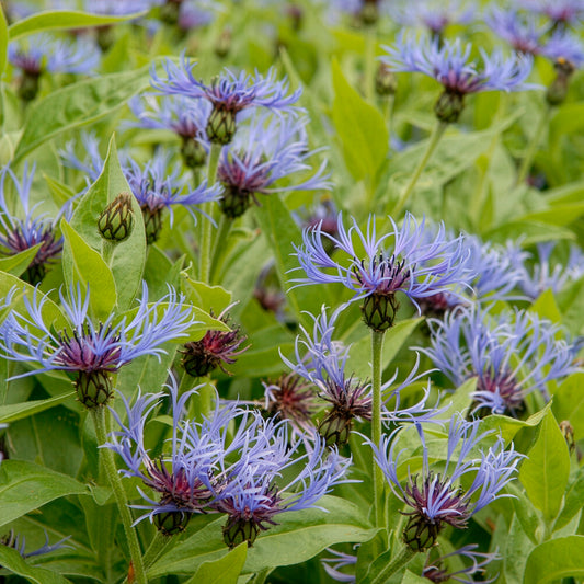Blaue Bergflockenblume - Bakker