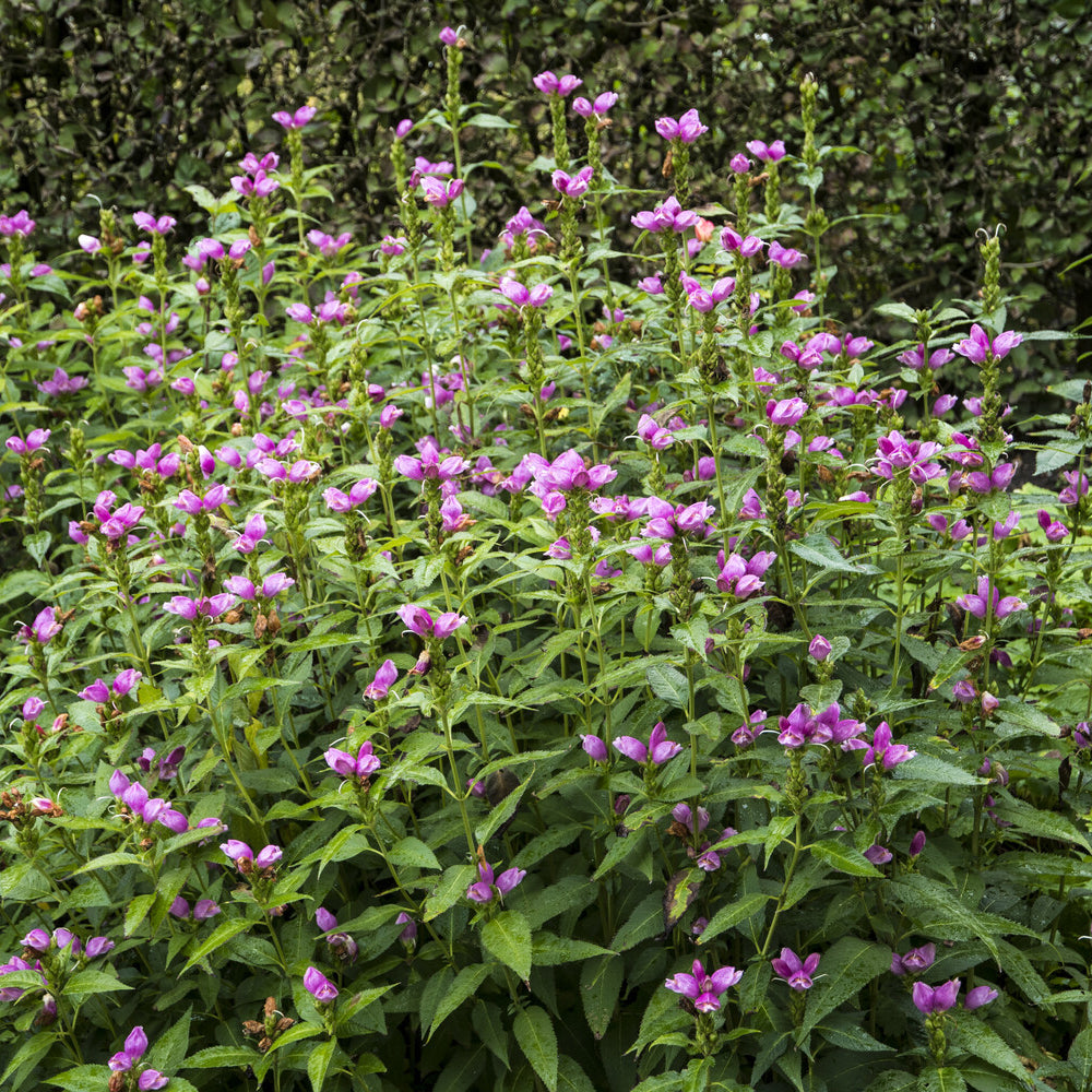 Stauden - Schlangenkopf ‘Alba’ - Chelone obliqua
