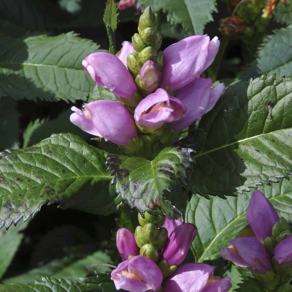 Schlangenkopf ‘Alba’ - Chelone obliqua - Bakker