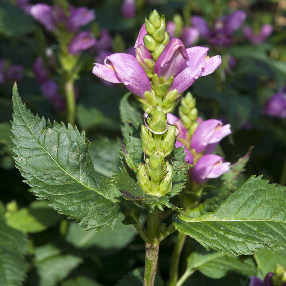 Verkauf Schlangenkopf ‘Alba’ - Chelone obliqua