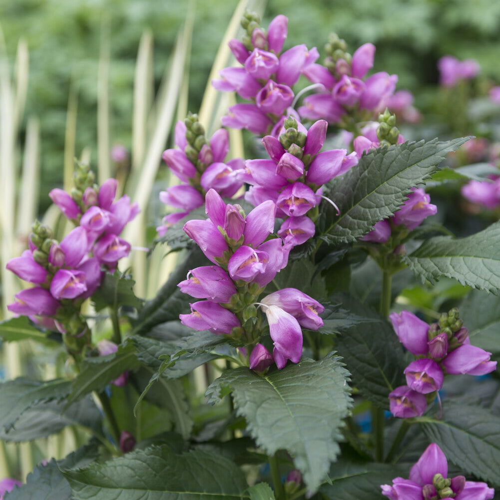 Chelone obliqua - Schlangenkopf ‘Alba’ - Stauden
