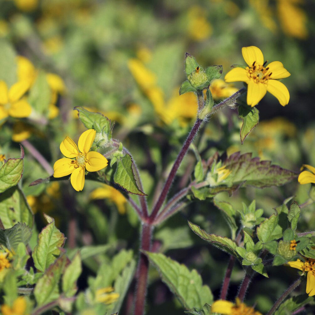 Goldenes Knie - Chrysogonum virginianum - Bakker