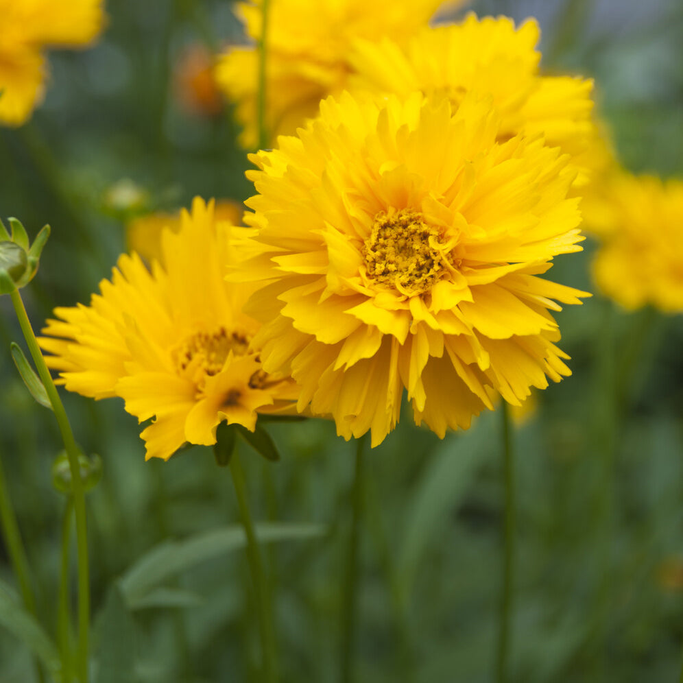 Großblumiges Mädchenauge 'Early Sunrise' - Coreopsis grandiflora Early Sunrise - Bakker
