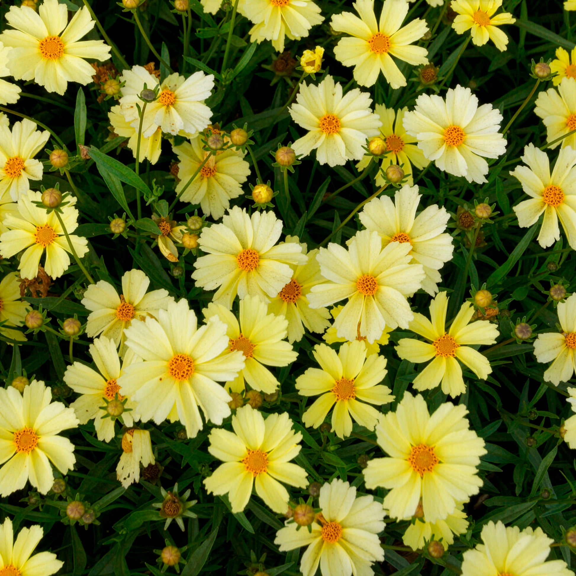 Mädchenauge Full Moon - Coreopsis Full Moon - Bakker