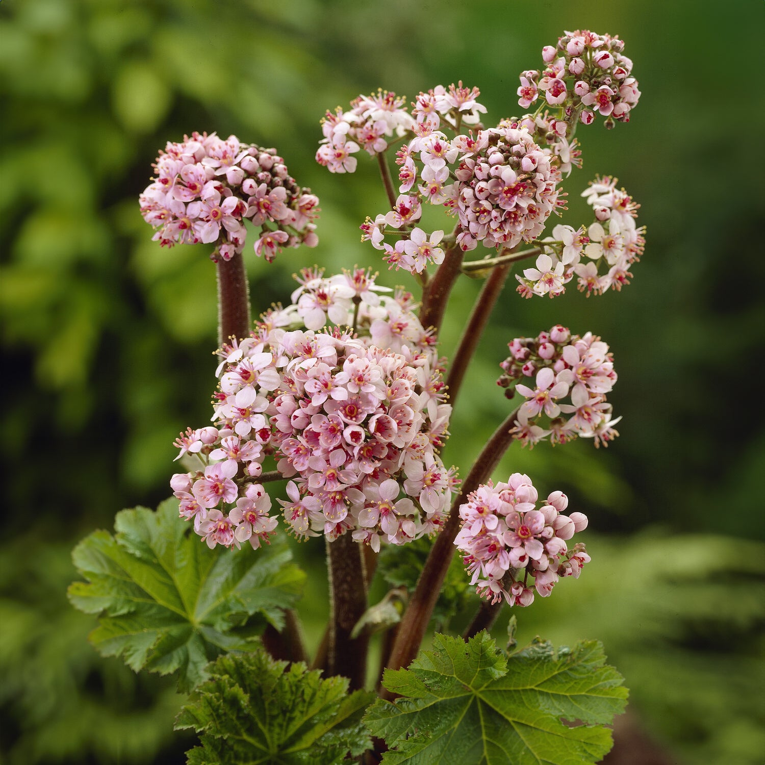 Schildblatt - Darmera peltata - Bakker