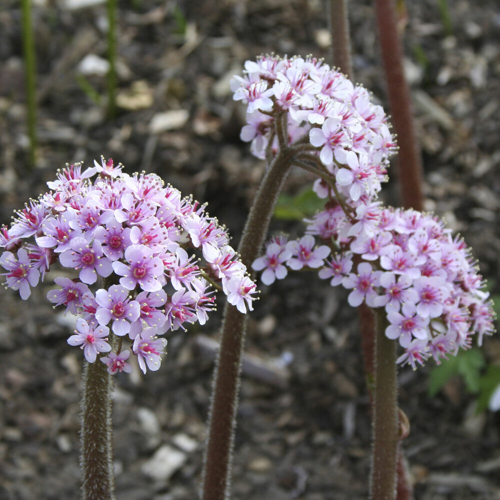 Darmera peltata - Schildblatt - Blühende Stauden