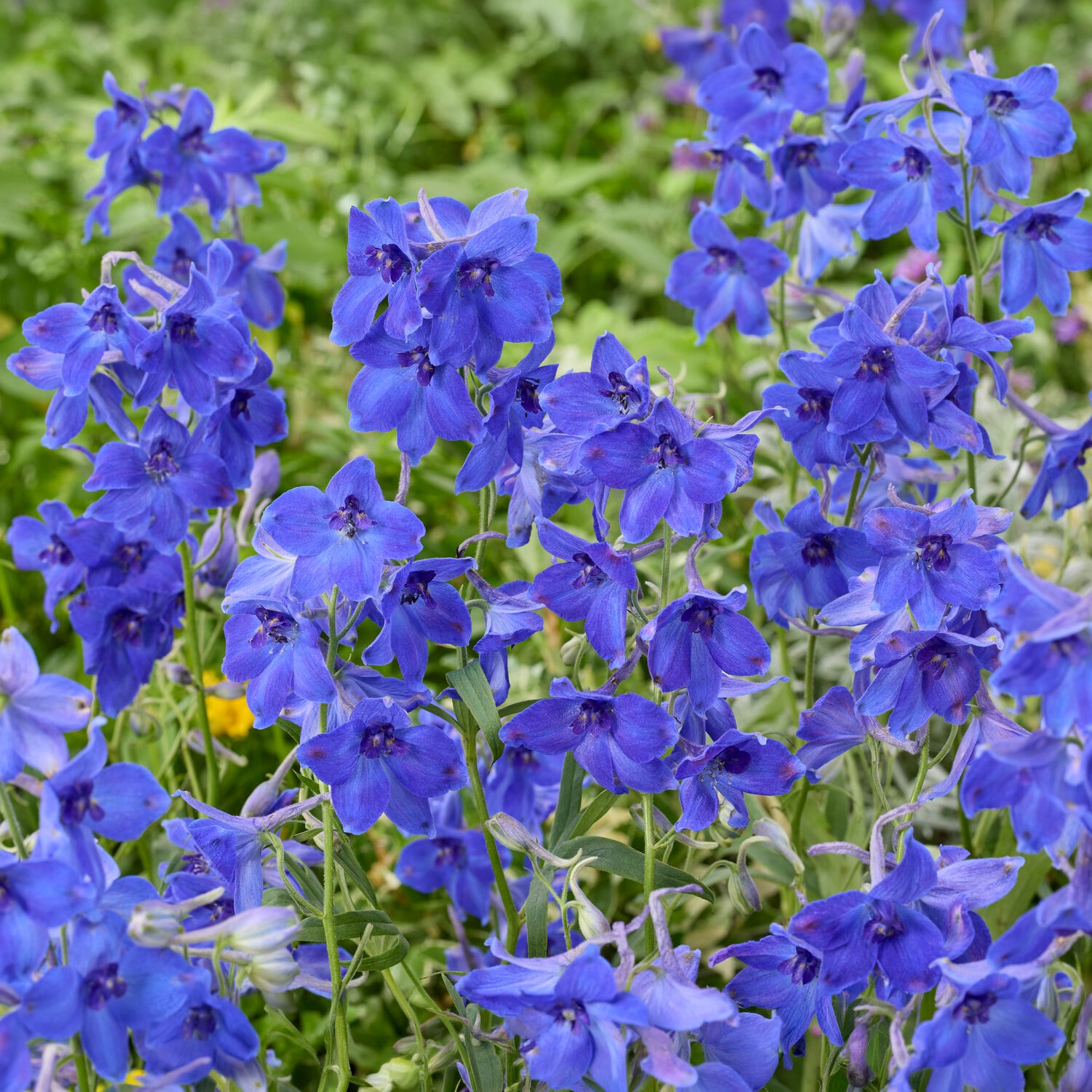 Großer Rittersporn Volkerfrieden - Delphinium ( belladonna group ) völkerfrieden - Bakker